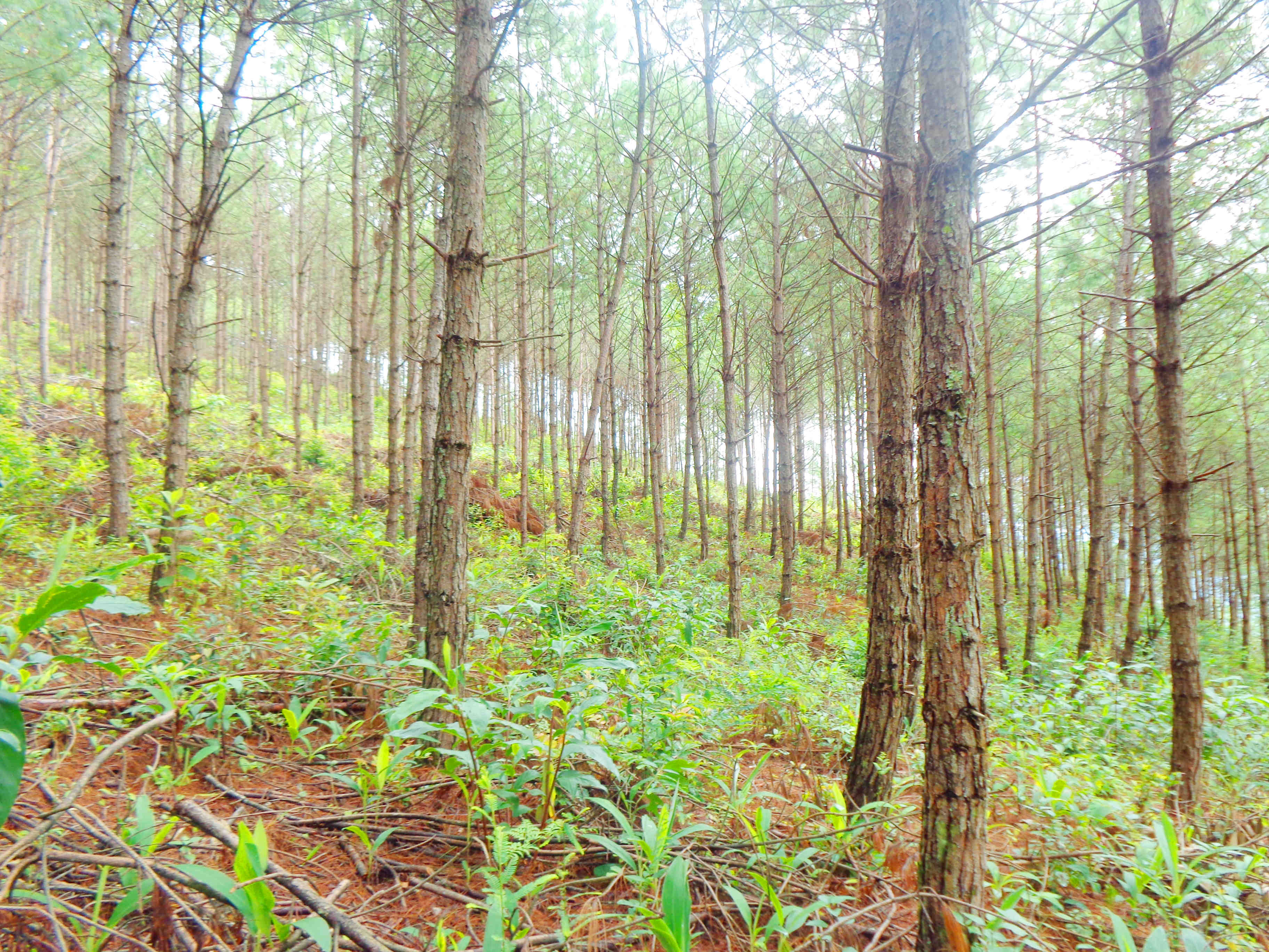 10年风雨兼程 10年砥砺前行 ——记普洱科茂成立十周年森林资源管理工作概况
